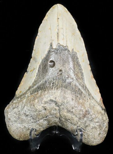 Bargain Megalodon Tooth - North Carolina #45540